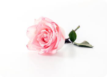 nimble_asset_about_result